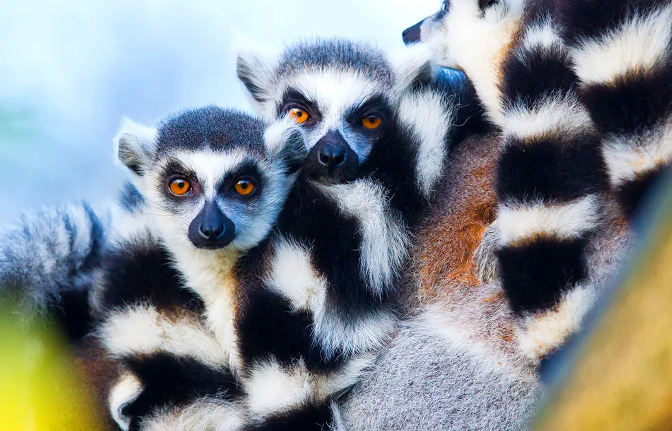 Best Places to Go in 2025: Madagascar