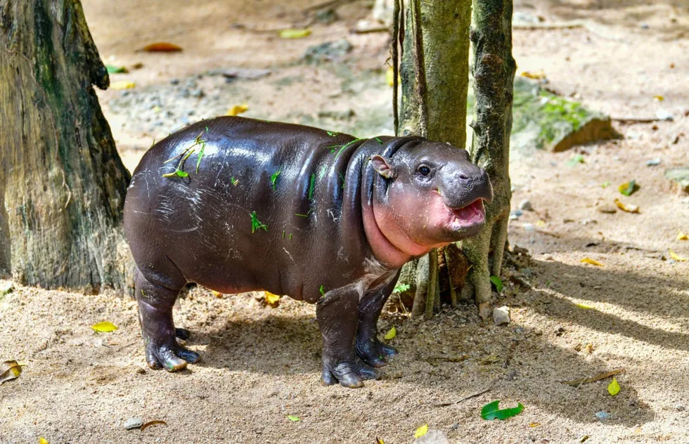 Moo Deng Dupes: U.S. Zoos Where You Can See Pygmy Hippos | Frommer's