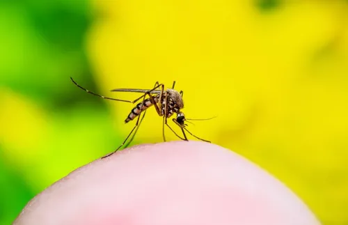 Dengue Fever Surges in the USA! Learn How to Prevent Mosquito Bites When You Travel | Frommer's