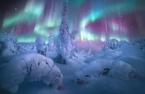 "Forest of the Lights" by Marc Adamus