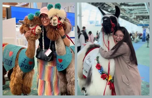 How to Meet Therapy Llamas at the Portland Airport in Oregon | Frommer's