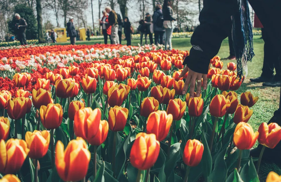 Europe in spring: Keukenhof flower garden in Lisse, the Netherlands